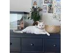 Adopt Pearl a White American Shorthair (short coat) cat in PACIFICA