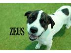 Adopt Zeus a Great Pyrenees dog in Mooresville, NC (38389854)