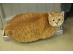 Adopt Blondie a Orange or Red Domestic Shorthair / Mixed Breed (Medium) / Mixed