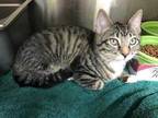 Adopt Twinkle Toes a Brown Tabby Domestic Shorthair / Mixed Breed (Medium) /