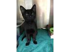 Adopt Chalupa a All Black Domestic Shorthair / Domestic Shorthair / Mixed cat in
