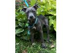 Adopt Linus a Pit Bull Terrier / Mixed dog in Atlanta, GA (38390946)