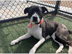 Adopt June a White - with Black Border Collie dog in Oklahoma City