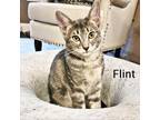 Adopt Flint a Gray or Blue Domestic Shorthair / Mixed cat in Flower Mound