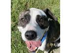 Adopt Yale a Brindle American Pit Bull Terrier / Mixed dog in Knoxville