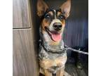 Adopt Blair a Black - with Tan, Yellow or Fawn Blue Heeler / Mixed Breed