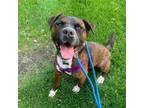Adopt Amadio a Brindle Boxer / Terrier (Unknown Type, Small) / Mixed dog in St.