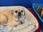 Adopt Blondie a Tan/Yellow/Fawn - with Black Pug dog in Bartlesville