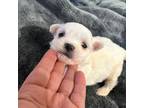 Maltese Puppy for sale in Hayward, CA, USA