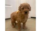 Goldendoodle Puppy for sale in San Diego, CA, USA