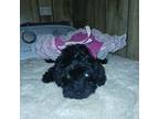Shih-Poo Puppy for sale in Clyde, TX, USA