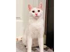Adopt Chada a Domestic Shorthair / Mixed (short coat) cat in Fargo