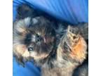 Shih Tzu Puppy for sale in Max Meadows, VA, USA