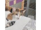 Adopt Honey a Calico or Dilute Calico Domestic Shorthair / Mixed cat in East