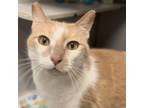 Adopt Tabby a Tan or Fawn Domestic Shorthair / Domestic Shorthair / Mixed cat in