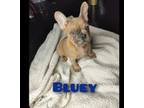 Bluey