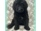 F1b mini Goldendoodle