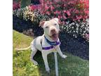 Adopt Dyson a White Mixed Breed (Large) / Mixed dog in Menands, NY (36310329)