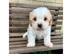 Cavapoo