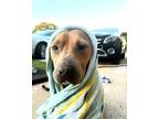 Adopt MARIACHI a Tan/Yellow/Fawn American Staffordshire Terrier / Mixed dog in