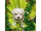 Maltese Puppy for sale in Loxley, AL, USA