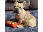 French Bulldog Puppy for sale in Frankfort, IN, USA