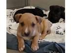 Adopt CUDDLES a Tan/Yellow/Fawn - with White American Pit Bull Terrier / Mixed