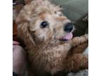 Mutt Puppy for sale in Grand Rapids, MI, USA