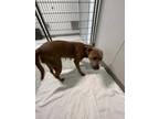 Adopt CHELSEA a Brown/Chocolate Labrador Retriever / American Pit Bull Terrier /