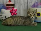 Adopt Savannah a Domestic Shorthair / Mixed (short coat) cat in Roanoke