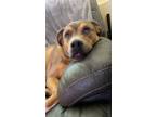 Adopt Scooby a Tan/Yellow/Fawn Mixed Breed (Medium) dog in Colorado Springs