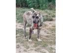 Adopt Zeus a Brindle Bluetick Coonhound / Jindo / Mixed dog in Palisades Park