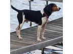 Adopt Hunk a Coonhound / Mixed dog in Lagrange, IN (38623433)