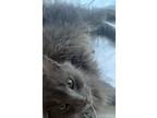 Adopt Meowth a Gray or Blue Domestic Mediumhair / Mixed (medium coat) cat in