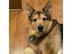 Adopt Miss Lucy a Brown/Chocolate Pembroke Welsh Corgi / Shepherd (Unknown Type)