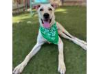 Adopt Ethan a Tan/Yellow/Fawn Labrador Retriever / Mixed dog in Austin