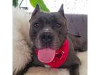 Adopt Ikea a Gray/Silver/Salt & Pepper - with Black Pit Bull Terrier / Mixed dog
