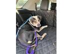 Adopt Odie a Mixed Breed (Medium) / Mixed dog in Detroit, MI (38593473)