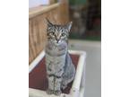Adopt Thelma a Domestic Shorthair / Mixed (short coat) cat in Prairie du Chien