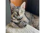 Adopt Tee a Tan or Fawn Domestic Shorthair / Mixed cat in Wichita, KS (38490444)