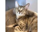 Adopt Slice (Pink Collar) a Tan or Fawn Domestic Shorthair / Mixed cat in