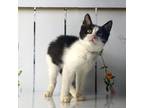 Adopt Aldrich a All Black Domestic Shorthair / Mixed cat in Yuma, AZ (38509547)