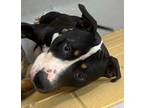 Adopt BRISCOE a Black American Pit Bull Terrier / Mixed dog in Mayfield