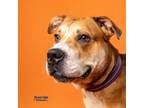 Adopt Bon Jovi a Tan/Yellow/Fawn American Pit Bull Terrier / Mixed dog in