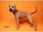 Adopt Kiwi a Brown/Chocolate Terrier (Unknown Type, Small) / Mixed dog in
