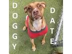 Adopt Simba a Boxer / American Staffordshire Terrier / Mixed dog in Lakeland