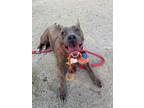 Adopt Midnight a Brindle American Pit Bull Terrier / Mixed Breed (Medium) /