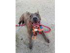 Adopt Midnight a Brindle American Pit Bull Terrier / Mixed dog in Philadelphia