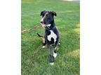 Adopt Tres a Black Retriever (Unknown Type) / Great Dane / Mixed dog in West
