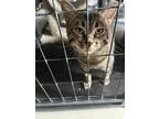 Adopt Poncho a Tiger Striped American Shorthair / Mixed (short coat) cat in